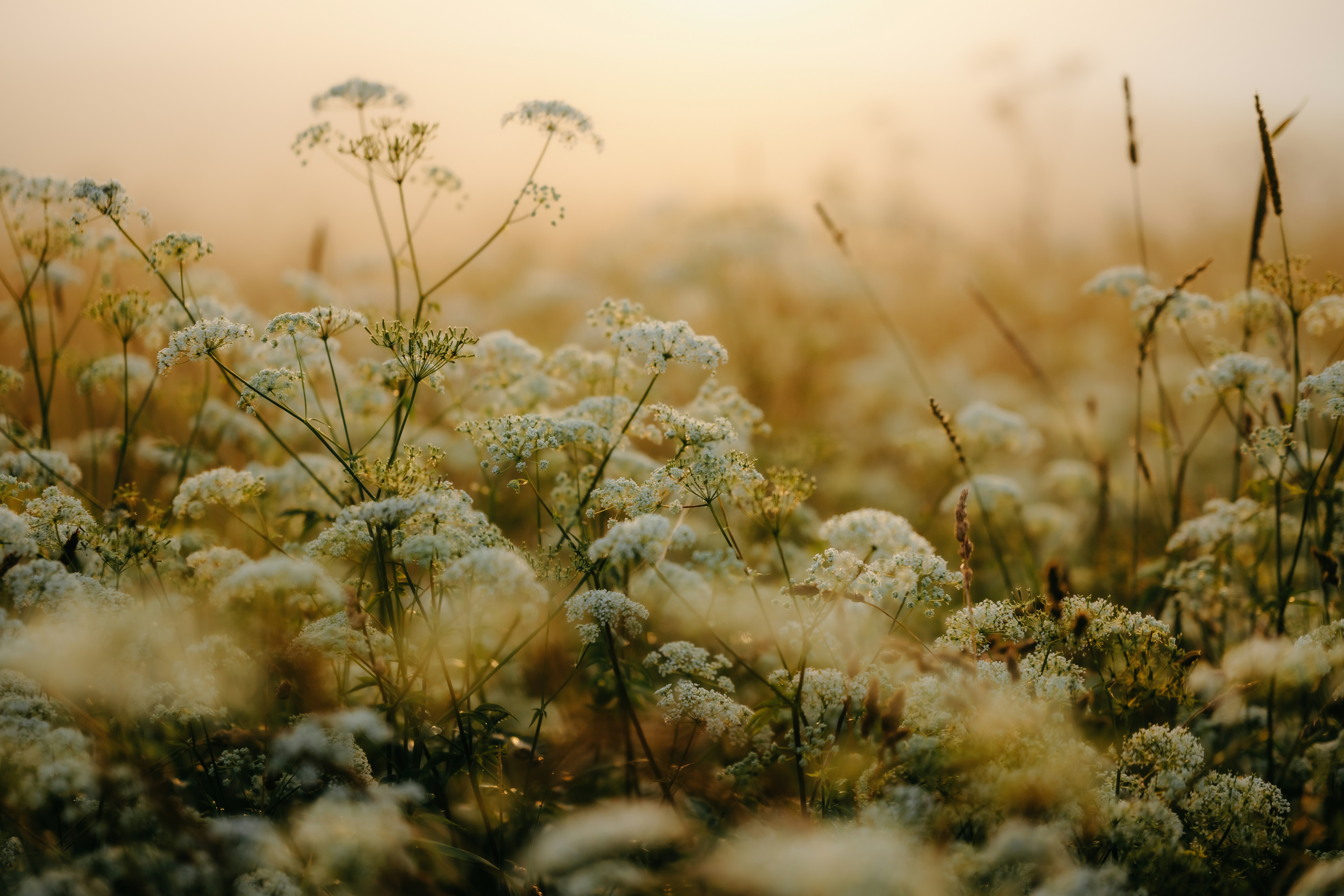 Featured image for CLR via C# 第4版 (Jeffrey Richter)